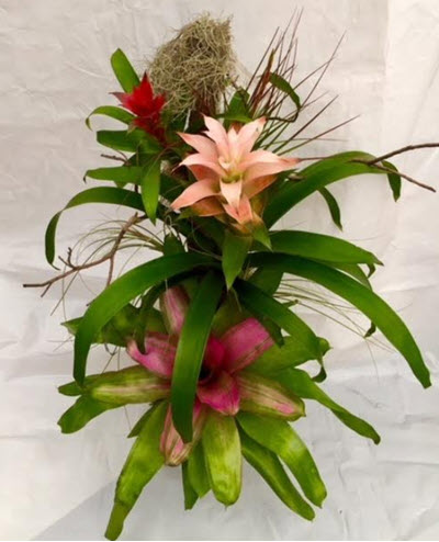 Bromeliad Tree Large 30 Inches Tall 